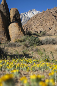 Field of yellow and mountains of snow