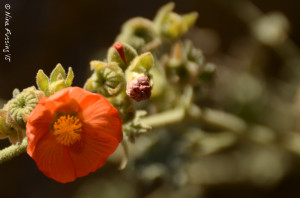 Spring wildflowers!