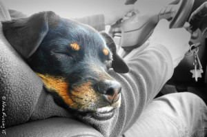 A very cute & tired Frances after an alpine hike