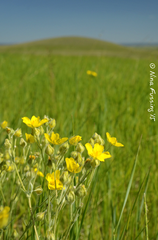 Grassy fields Wheeling It Tales From a Nomadic Life